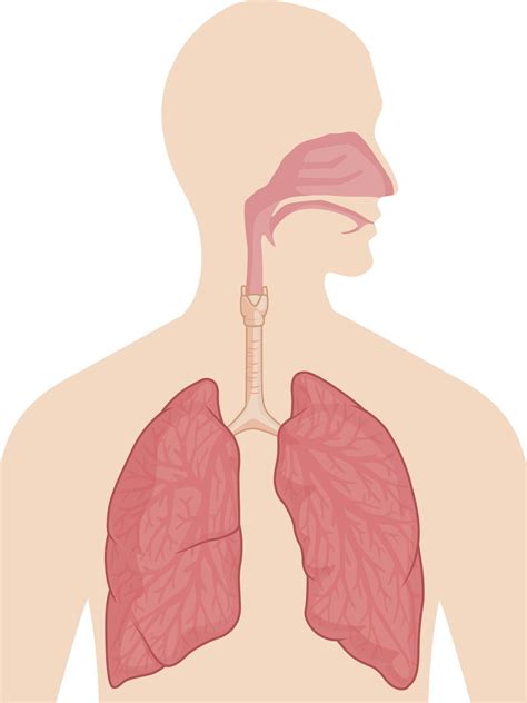 Organs Of The Respiratory System And Their Functioning Artofit
