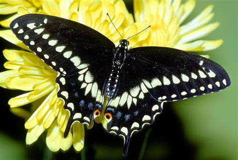 Black Swallowtail Butterfly Photograph By Millard H Sharp Pixels