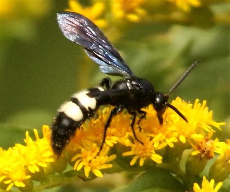 Double Banded Scoliid Wasp Scolia Bicincta Bugguidenet