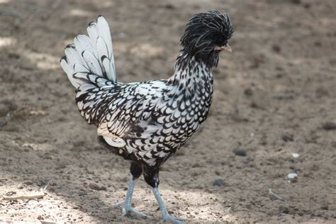 Silver Laced Polish Chicken Baby Chicks For Sale Cackle Hatchery