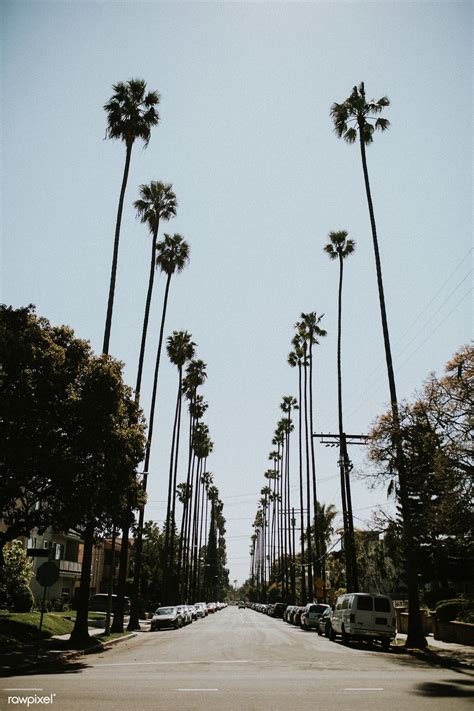 Palm Tree Lined Boulevard In Los Angeles Free Image By