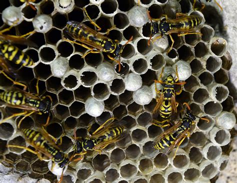 4 Ways To Deter Wasps This Year