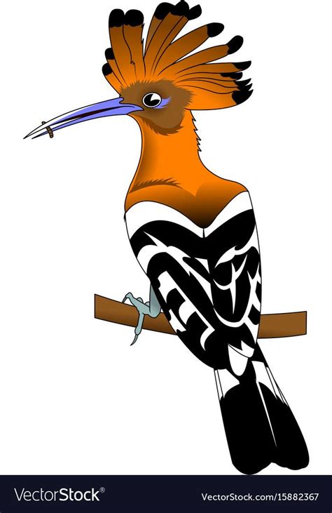 19 Hoopoe Bird Drawing Kelanasuprati