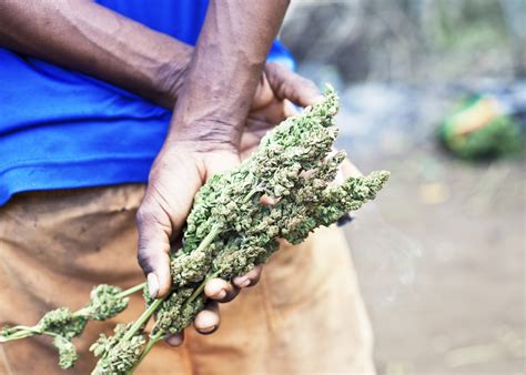 What You Need To Know About Smoking Weed Legally In Jamaica Lonely Planet