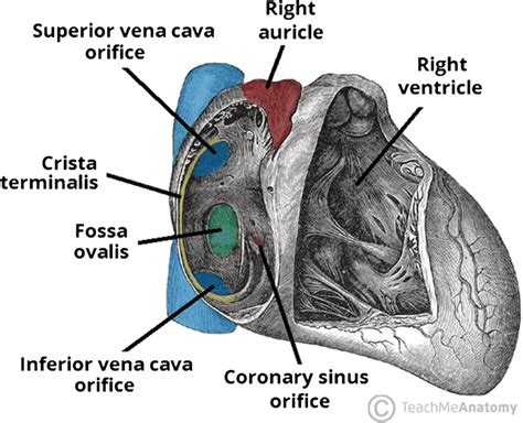 Ventricular Septum Anatomy