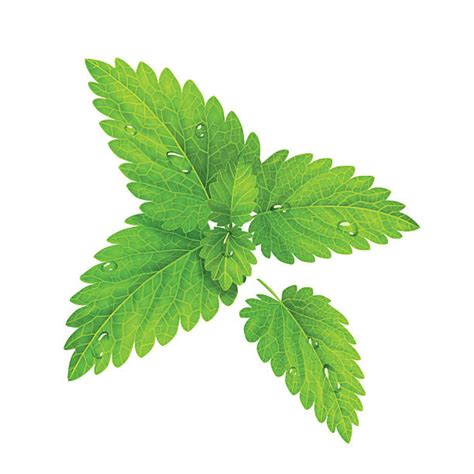 Download Royalty Free Peppermint Clip Art, Vector Images ...