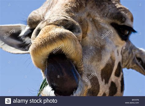 A man is holding carrots to feed to a giraffe and the giraffe sticks out his tongue and tries to take giraffe sticking out his tongue. A close-up of a "Giraffe" sticking his tongue out Stock ...