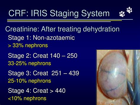 Iris staging system • rule out uti / flutd • must check urine sediment or culture • asymptomatic bacterial urinary infections are common in cats with ckd, • especially female cats. PPT - Chronic Renal Failure in Cats: Can we Halt the ...