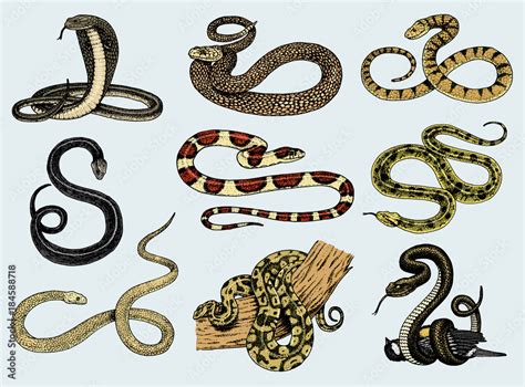 Set Viper Snake Serpent Cobra And Python Anaconda Or Viper Royal