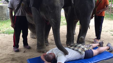 funny elephant massage phuket thailand youtube