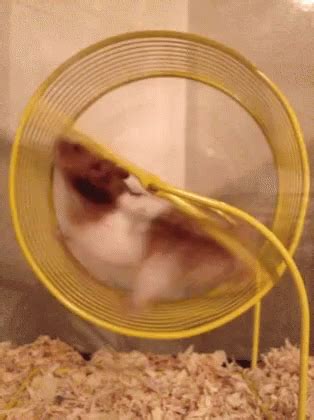 Hamster Wheel Fail Gif