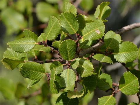 This little holly leaf pattern is quick and easy, and the embellishing possibilities are endless. Holly-like leaves of Holly-Leaved Redberry (Rhamnus ...