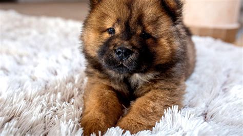 Cute Puppy Breeds That Stay Small Cute Choices