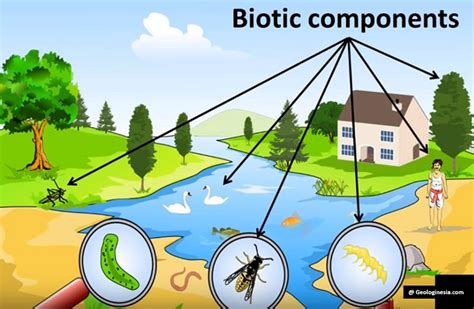 Komponen Biotik Dan Abiotik Beserta Contohnya Belajar Vrogue Co