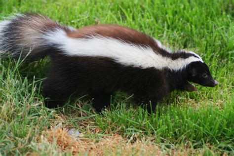 We Offer Profesional Skunk Removal Services In Central Ny