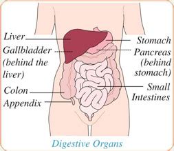 Lungs, gallbladder, stomach, liver duodenum, pleura and. Abdominal Pain - Health Services || Ramapo College of New Jersey