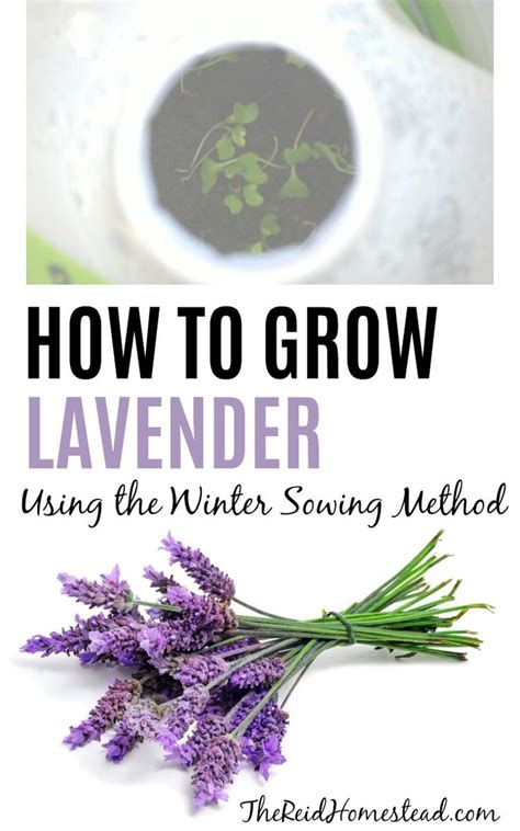 How To Grow Lavender From Seed Using The Winter Sowing Method Growing Lavender Growing