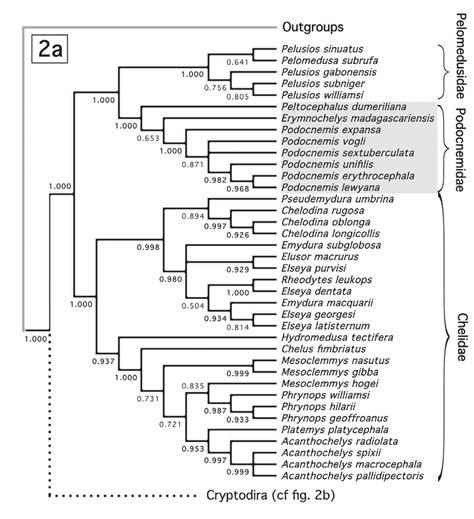 Maximum Likelihood Phylogenetic Tree Obtained Using Phyml And The Download Scientific Diagram