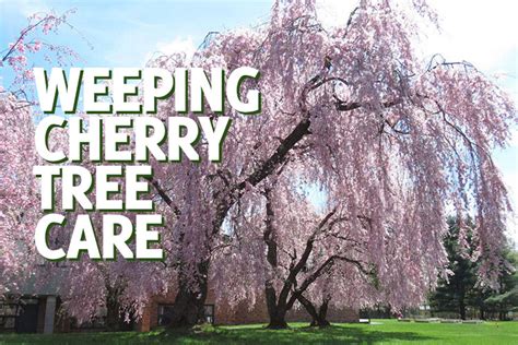 Weeping Cherry Tree Care And Information