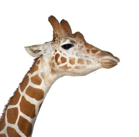 High Angle View Of Somali Giraffe Stock Image Image Of Studio