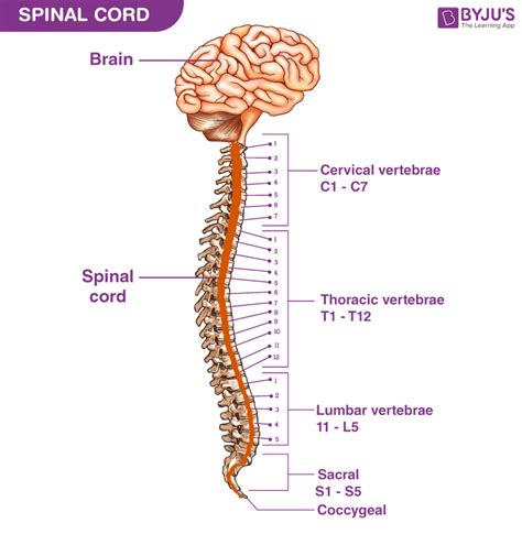 Spinal Cord Labeled Diagram Drawing How To Draw Human Spine Step By