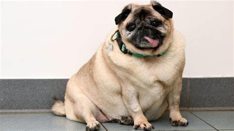 Pugs Weight Up To Toddler Size After No Walks Bbc News