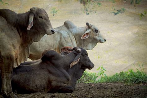 Home » brahman cattle for sale. Brahman Cattle Photograph by Peggy Collins