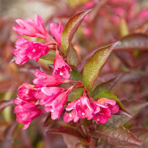 Stunner™ Weigela Plant Addicts