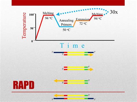 Random Amplified Polymorphic Dna Rapd