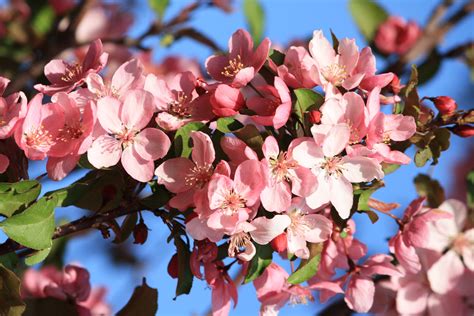 Pink Crabapple Blossoms Free High Resolution Photo Photos Public Domain