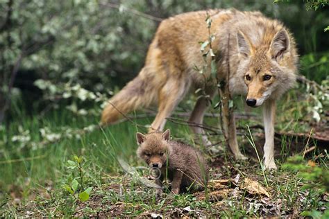 Coyote Mother And Pup Canis Latrans Tom And Pat Leeson