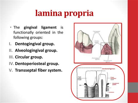 Ppt Periodontium Powerpoint Presentation Free Download Id2067263