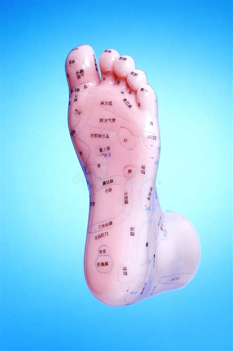 Acupuncture Foot Meridian Points Royalty Free Stock Image Image 3578206