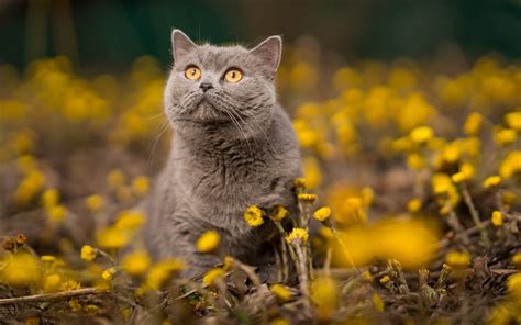Download Wallpapers British Shorthair Yellow Flowers Domestic Cat