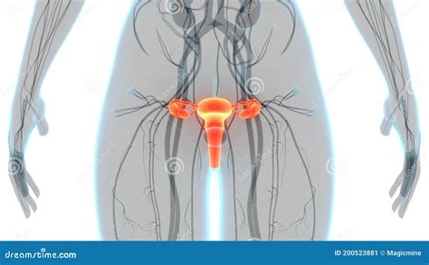 Vrouwelijke Voortplantingsorganen Met Zenuwstelsel En Anatomie Van De Urineblaas Stock