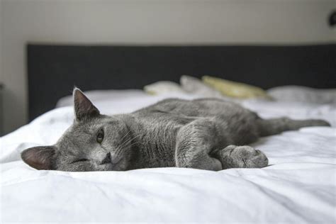 Gray Cat Lying On Bed · Free Stock Photo