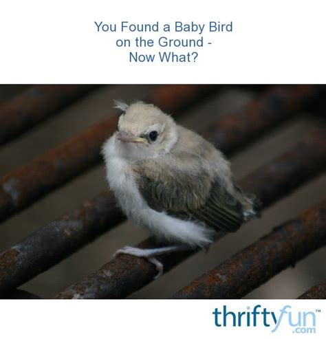 You Found A Baby Bird On The Ground Now What Thriftyfun