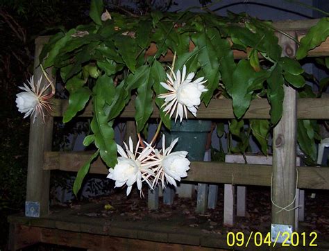 Jean The Plant Lady Night Blooming Cereus