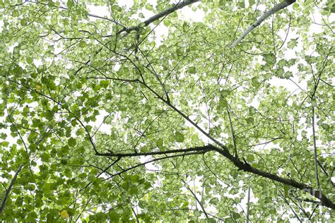 Large pruning wounds often fail to heal and become entry points. Hau Tree Canopy Photograph by Charmian Vistaunet