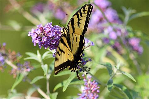 Eastern Tiger Swallowtail Photograph By Linda Crockett Fine Art America