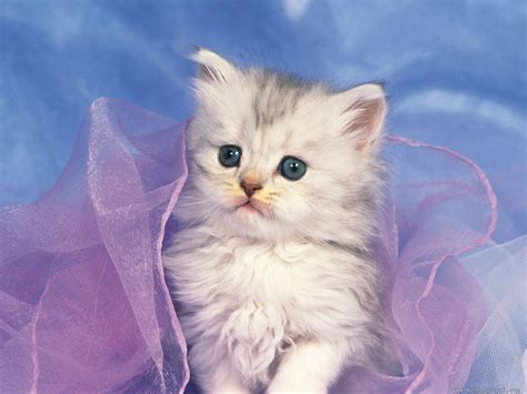 White Kittens Kittens Cutest Kittens Funny Kitten Wallpaper