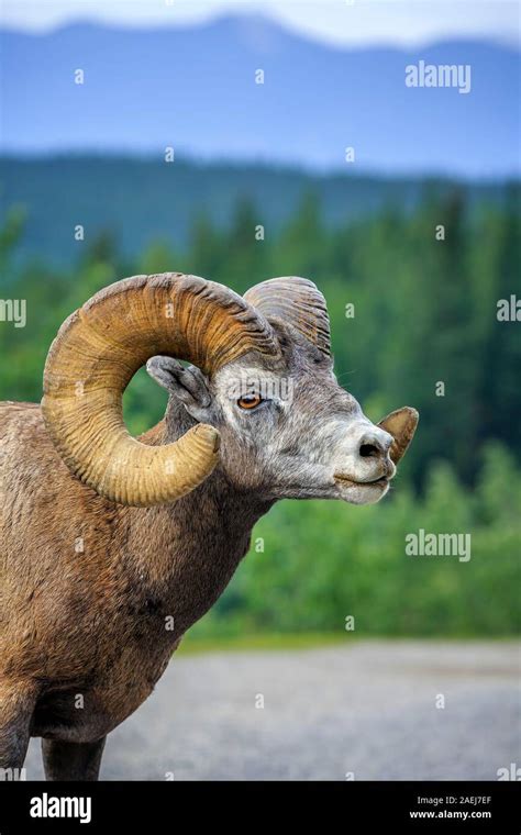 Bighorn Sheep Ovis Canadensis In The Canadian Rockies Banff National