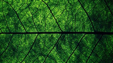 Pin by Sam Shepherd on Green | Green nature wallpaper, Dark green ...