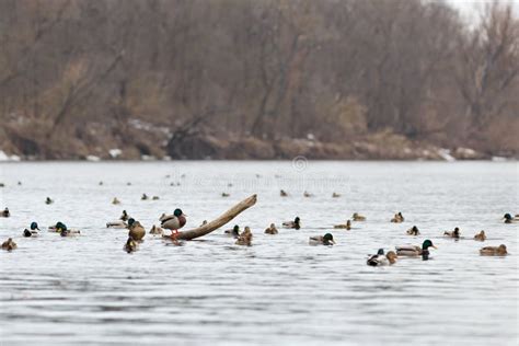 A Flock Of Ducks On The Water Of The River In Early Spring Mallard