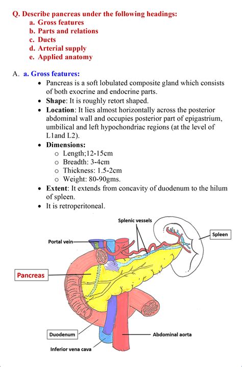 Pancreas Anatomy Qa