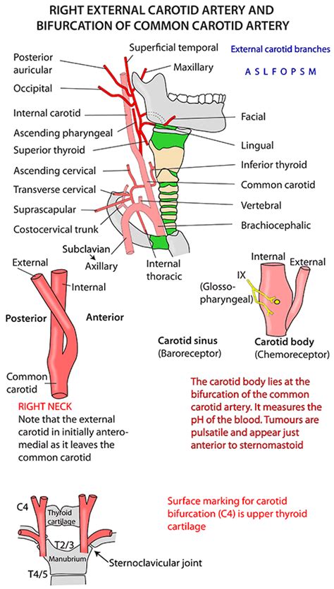 The carotid artery is a major artery located in the front of the neck. Instant Anatomy - Head and Neck - Vessels - Arteries ...