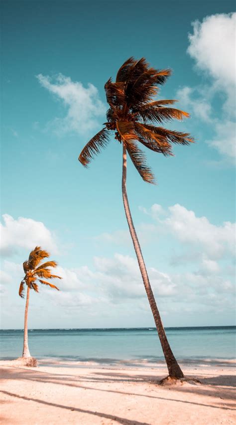 Aesthetic Palm Tree Iphone Wallpaper Beach Wallpaper Strand Wallpaper Strandafbeeldingen