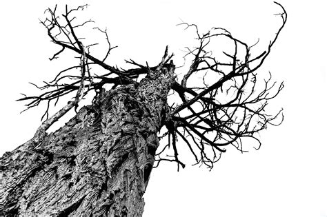 Listed as ornamental trees or trees that. How To Identify A Dead Tree In Your Garden
