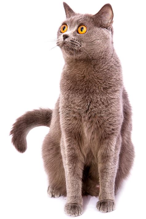 British Shorthair Gray Cat With Bright Yellow Eyes Isolated On A Stock