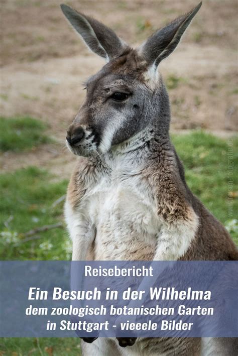 The wilhelma is a zoo in stuttgart, germany. Wilhelma - Erster Besuch im zoologisch botanischen Garten ...